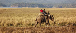 dhikala-elephant-safari