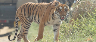 dhikala-tiger